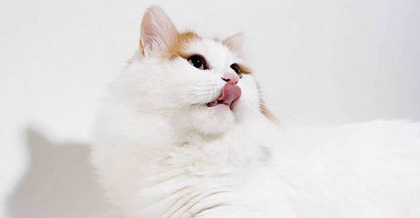 Turkish Angora. How to make a right choice?