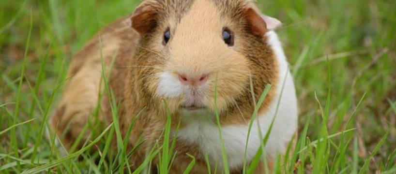 Cavy