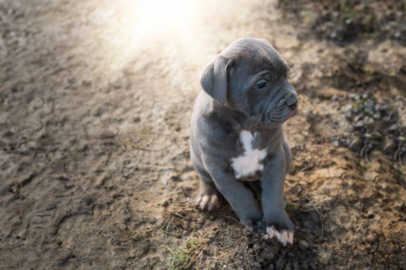 You have a Great Dane puppy