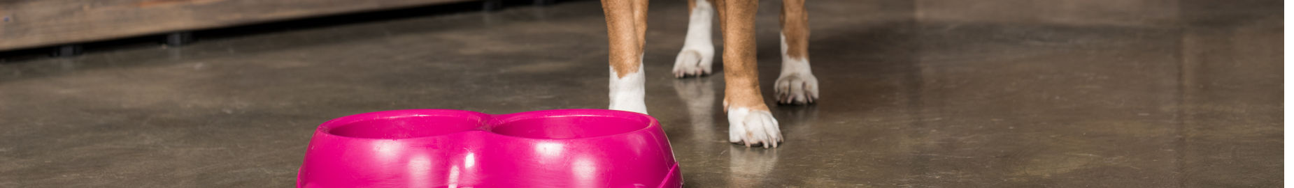 10 Best Dog Foods for Optimal Health and Nutrition