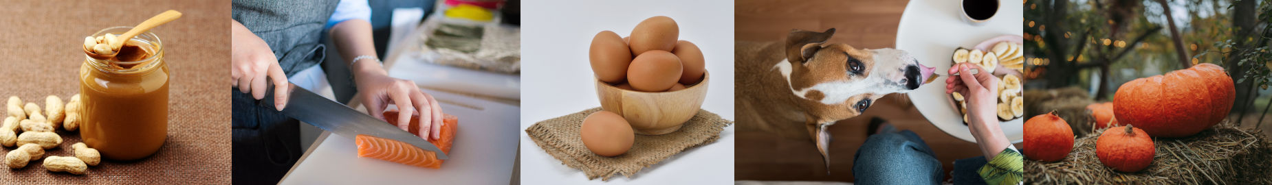10 Human Foods that are Safe for Dogs to Eat