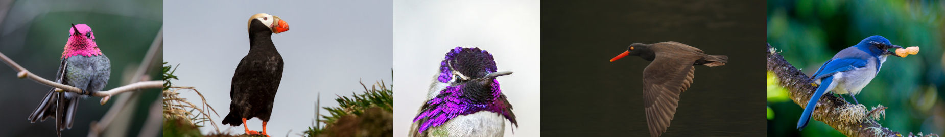 10 Unique Bird Species You Can See in California
