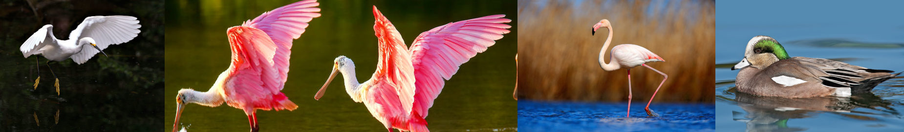 10 Most Unique Birds in Florida