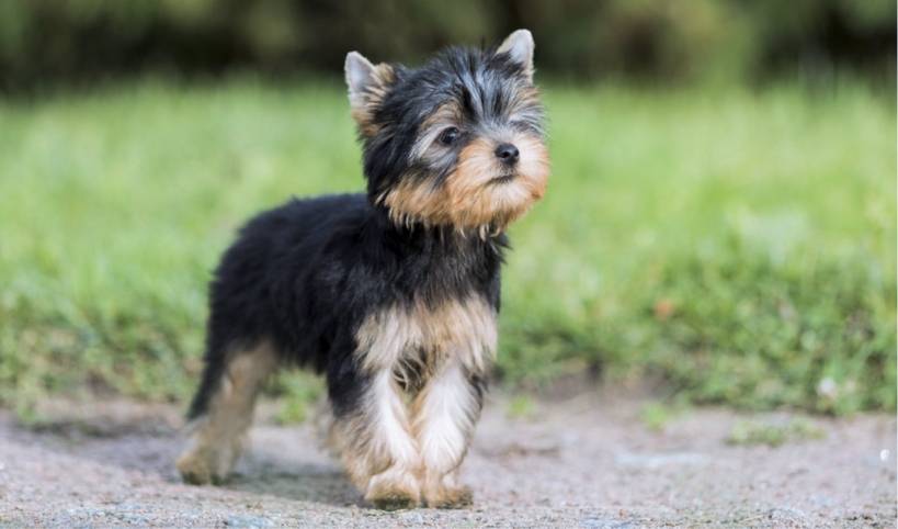 Yorkshire Terrier
