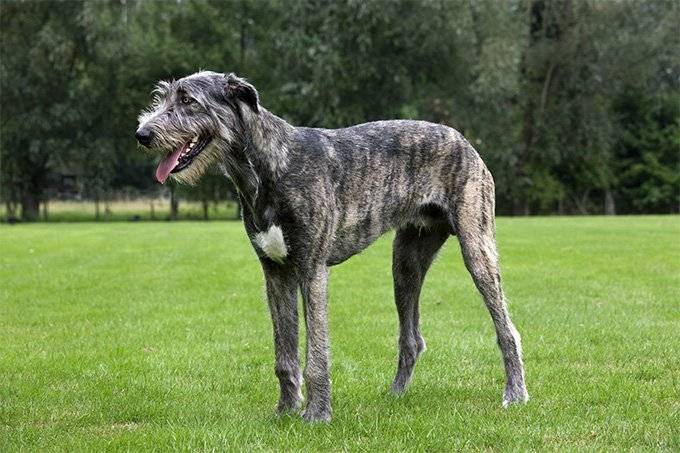 Irish Wolfhound: stern giant with gentle and loving heart