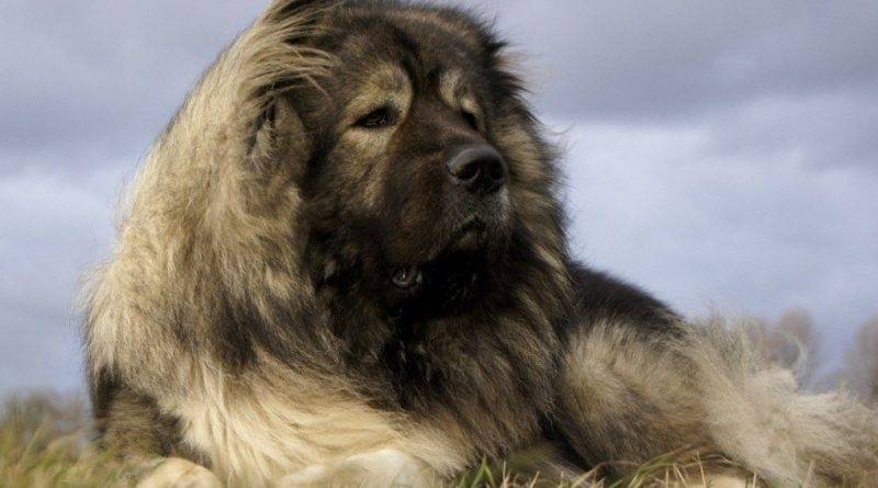 Caucasian Shepherd Dog
