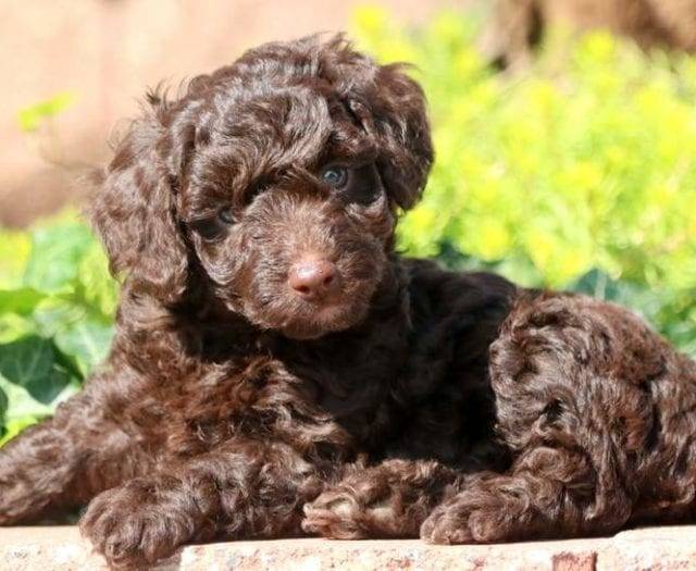 Bring up a dandy: Poodle