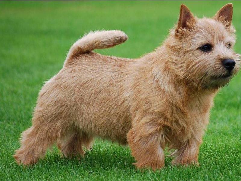 Norwich Terrier