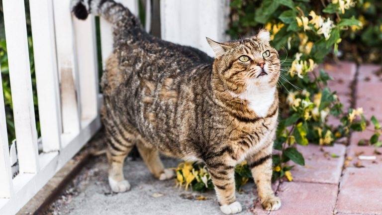 Food for your senior cat