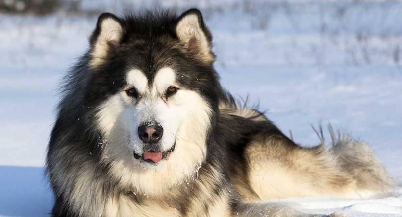 Alaskan Malamute, the riding dog.