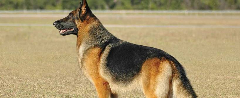 Dog breed of German Shepherd