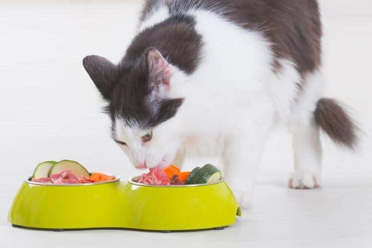 How to feed a cat, ready to feed or organic foods?
