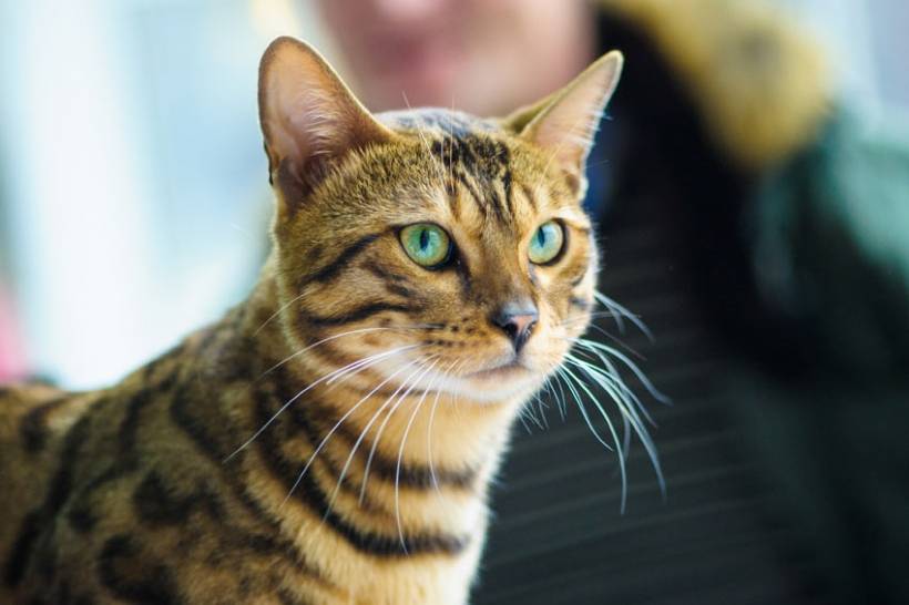 Top 10 Most Witty Cats | AnimalsSale.com