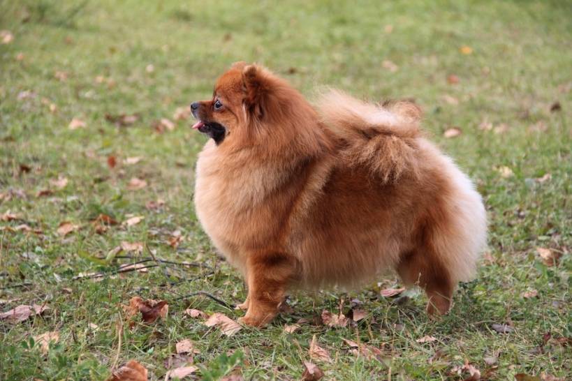 Charming and faithful Spitz