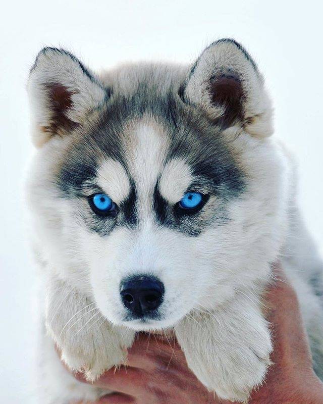 Everything You Need to Know Before Adopting a Husky