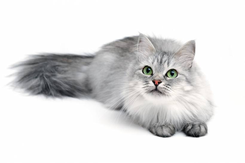 Problems with keeping cats in the house