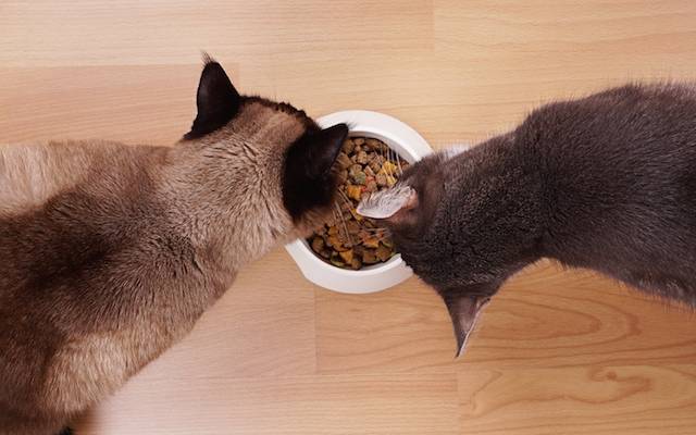 Accustom the cat to the noisy events of interest