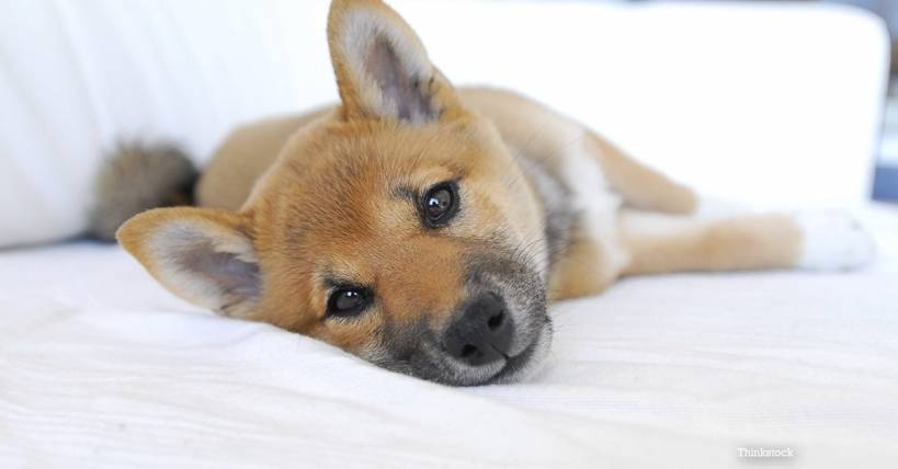 Some information you should know before you get a dog