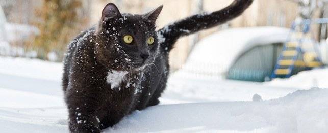 The evolution of the domestic cat