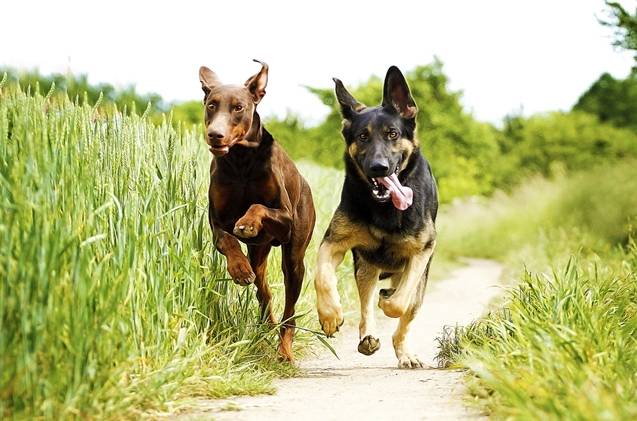 7 Best Guard Dog Breeds: Protecting Your Home and Family