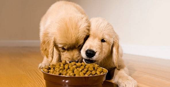 Feed your dog properly