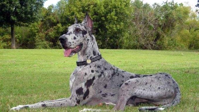 German Dane