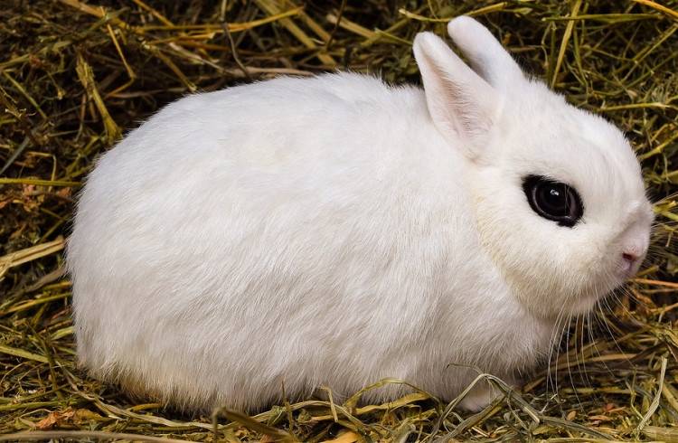 Pygmy fancy rabbits. How to take care of them?