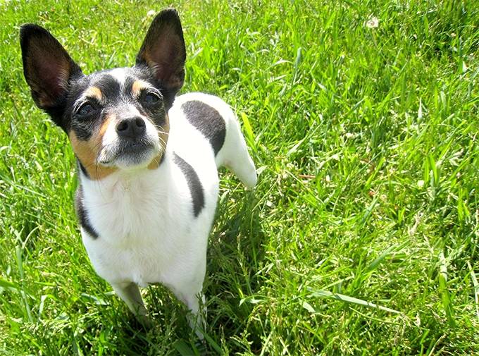 Rat Terrier