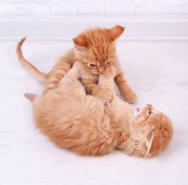 How to teach the cats to each other?