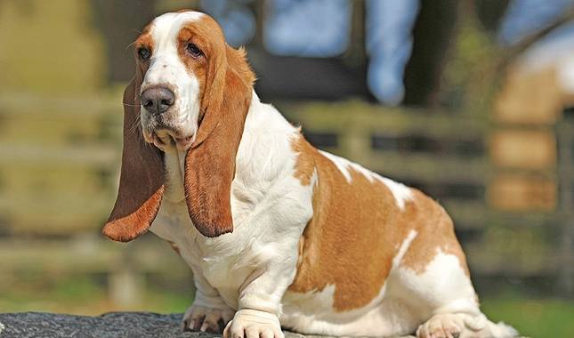 Stubborn clown Basset Hound
