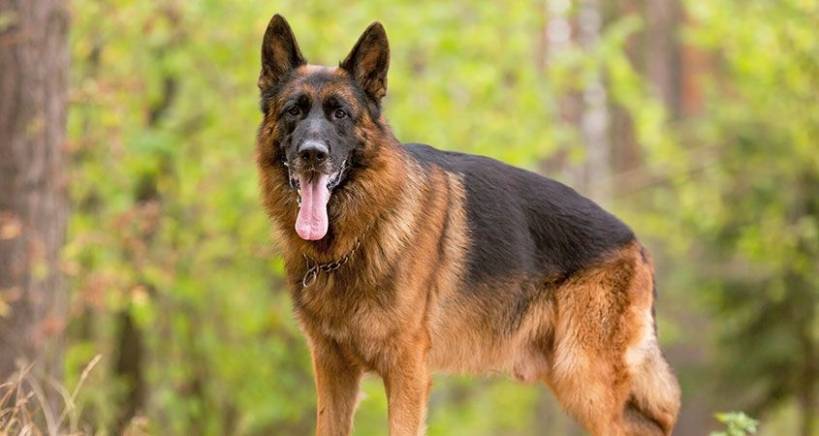 German shepherd