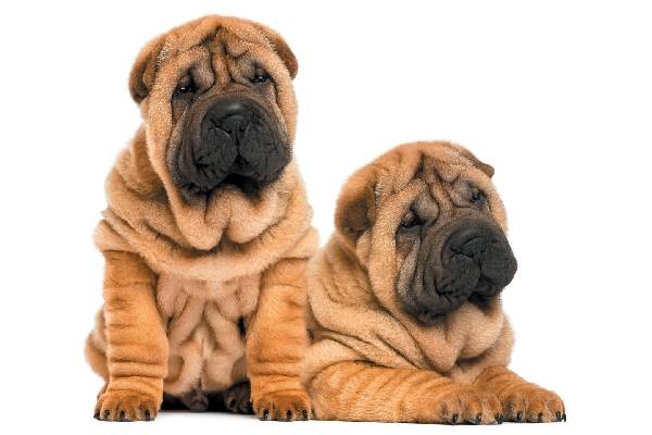 Sharpei dog