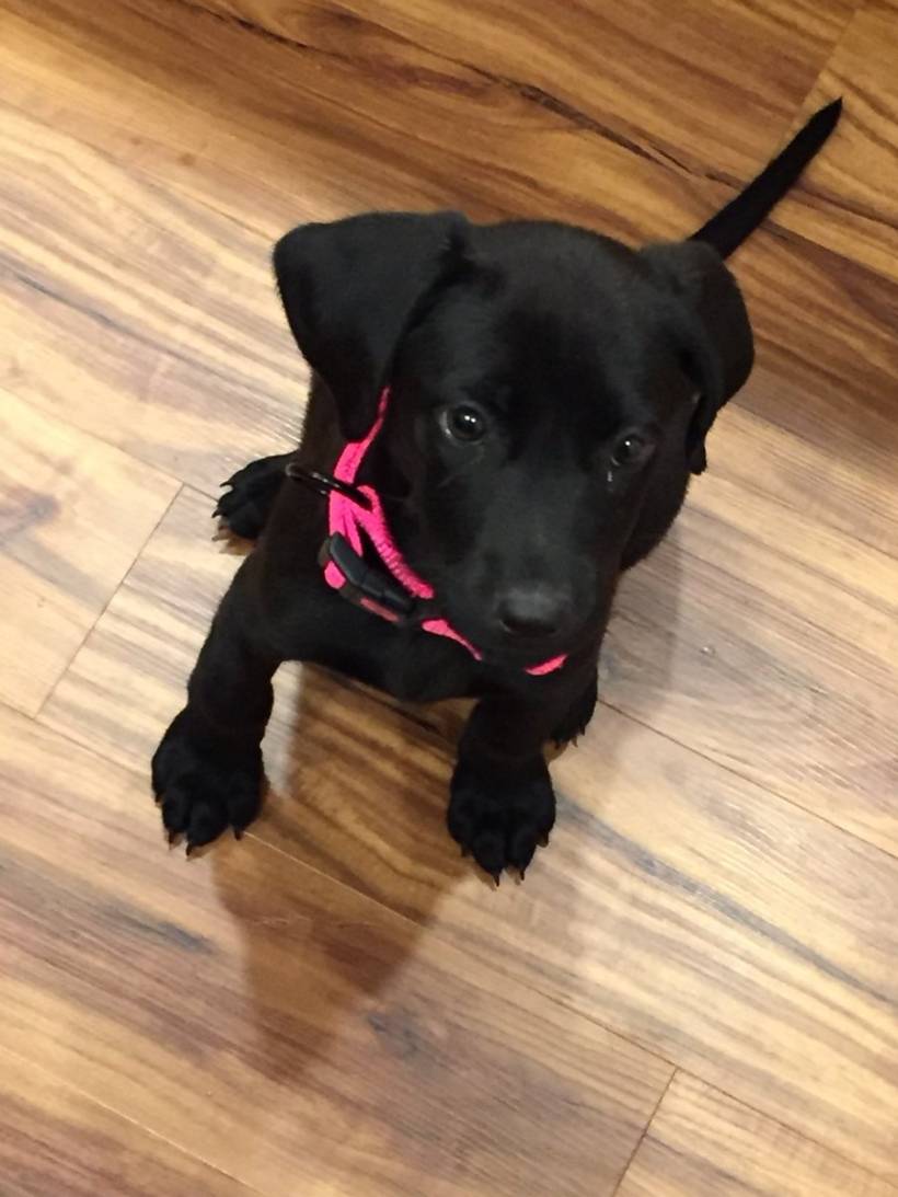 You have decided to get the dog in the house