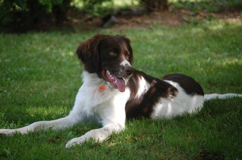 Rare breeds of dogs: Dutch partridge dog