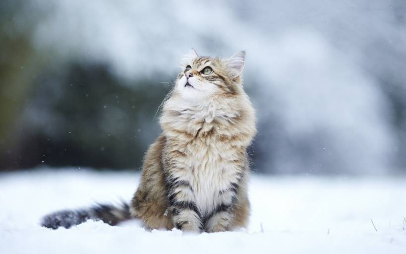 Care of Siberian cat