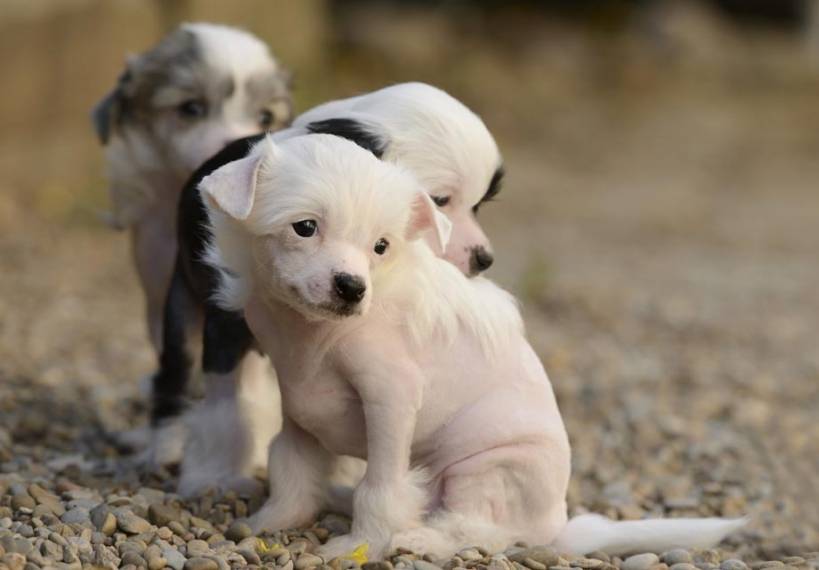 Chinese crested dog