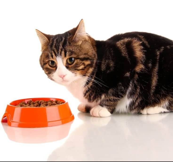 Perfect pet food. Healthy animals without medicine