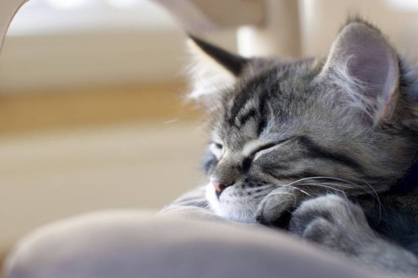 5 main mistakes in cat’s tendance