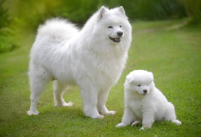Samoyed