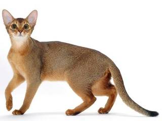 Abyssinian