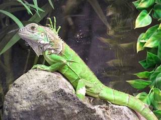 Green Iguana