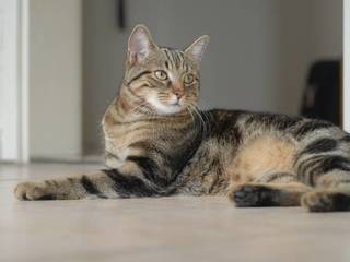 Cat breeds - European Shorthair