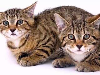 Domestic cats