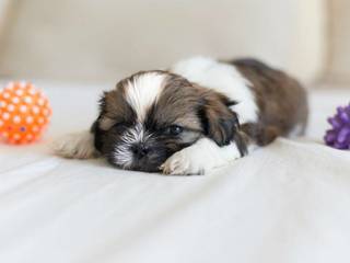 Shih Tzu. Description, care.