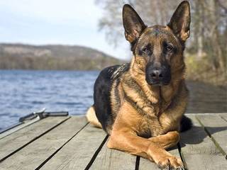 German shepherd: pros and cons