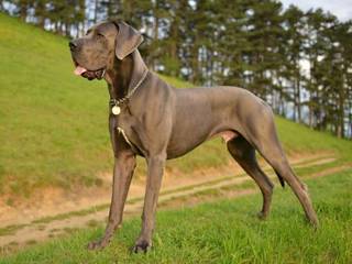 German mastiff