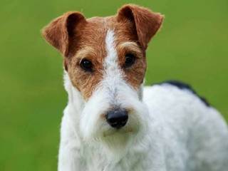 Fox Terrier