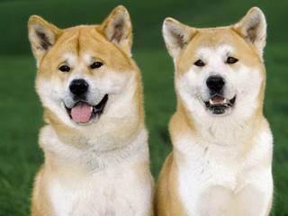 Breeds of dogs: Akita Inu