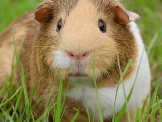 Cavy