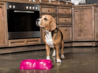 10 Best Dog Foods for Optimal Health and Nutrition